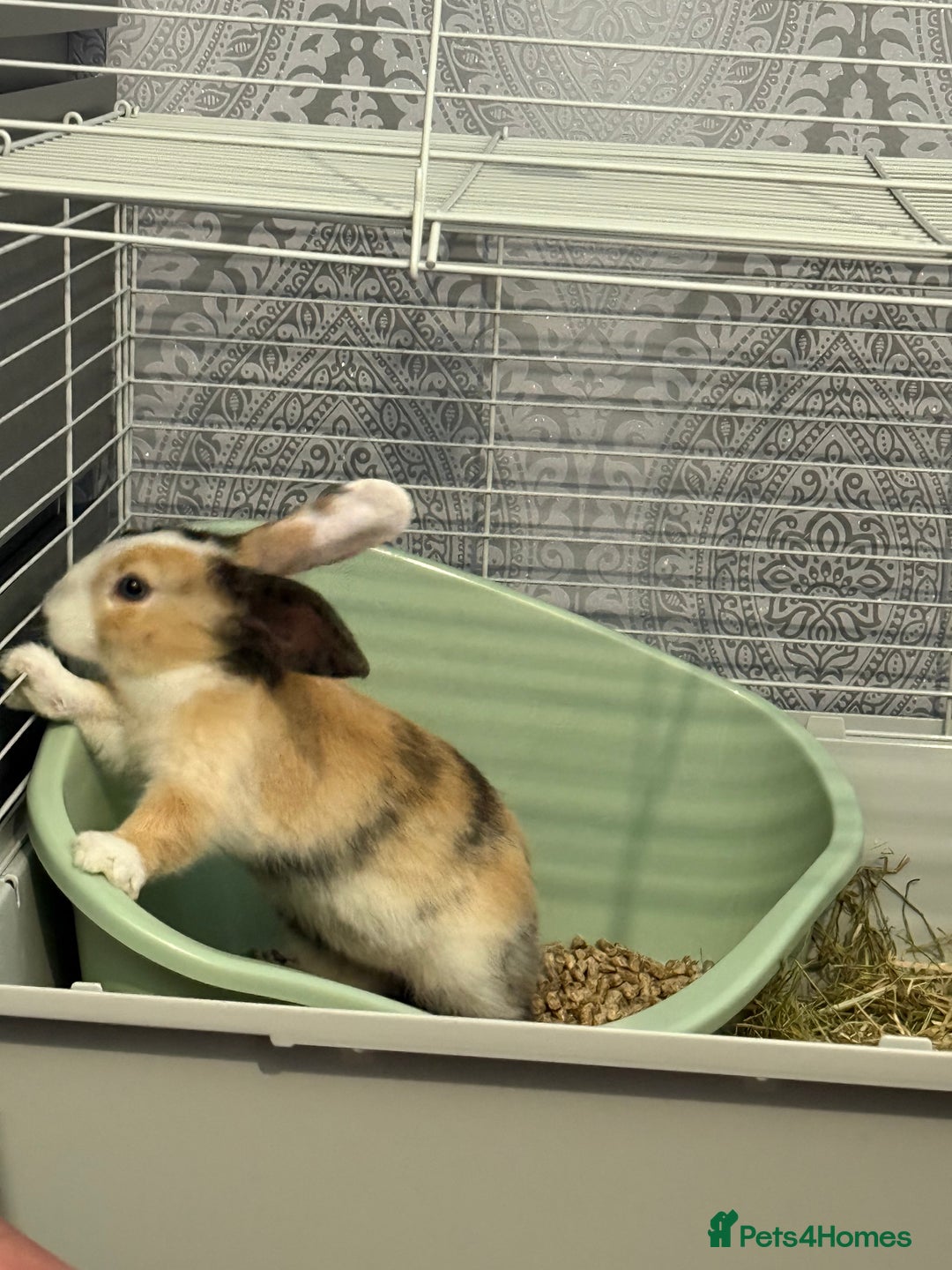 Mixed Breed rabbits for sale: 2 Female Rabbits for sale- Honey and Bunny - Advert 6