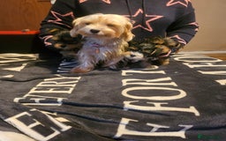 Yorkshire Terrier dogs for sale: Mini Yorkshire Terrier for Sale 2 boys 1 girl - Image 9