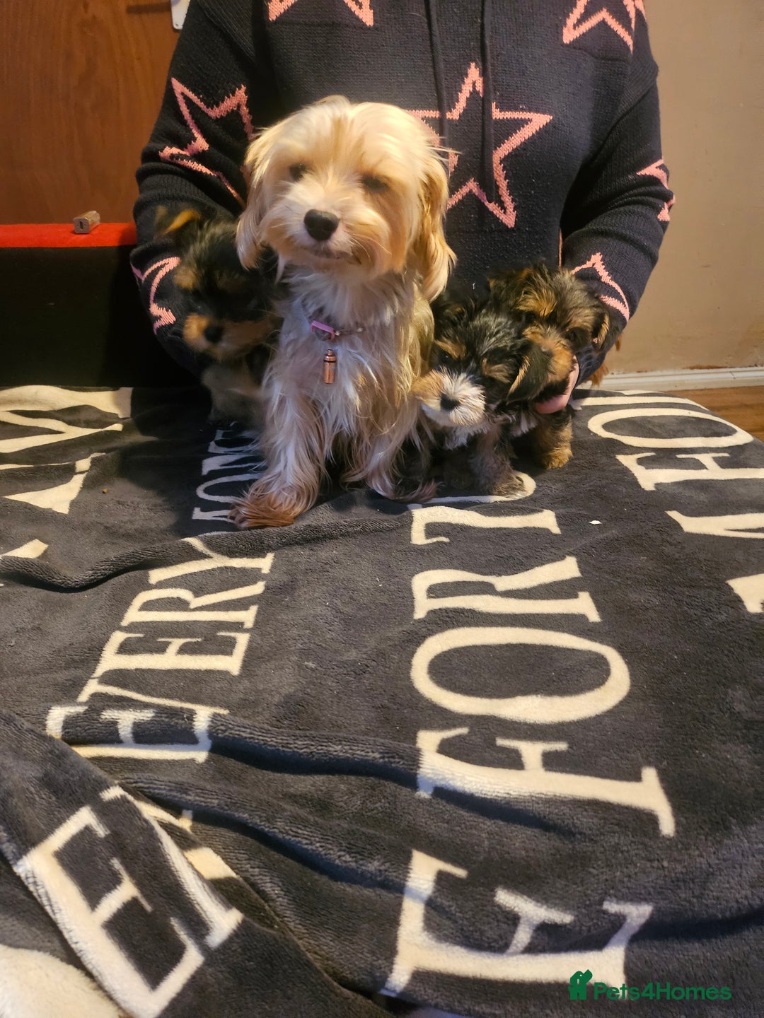 Yorkshire Terrier dogs for sale: Mini Yorkshire Terrier for Sale 2 boys 1 girl - Image 9