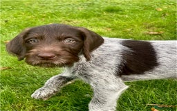 German Wirehaired Pointer dogs for sale: Beautiful GWP Pups For Sale Bred For Their Nature - Image 9