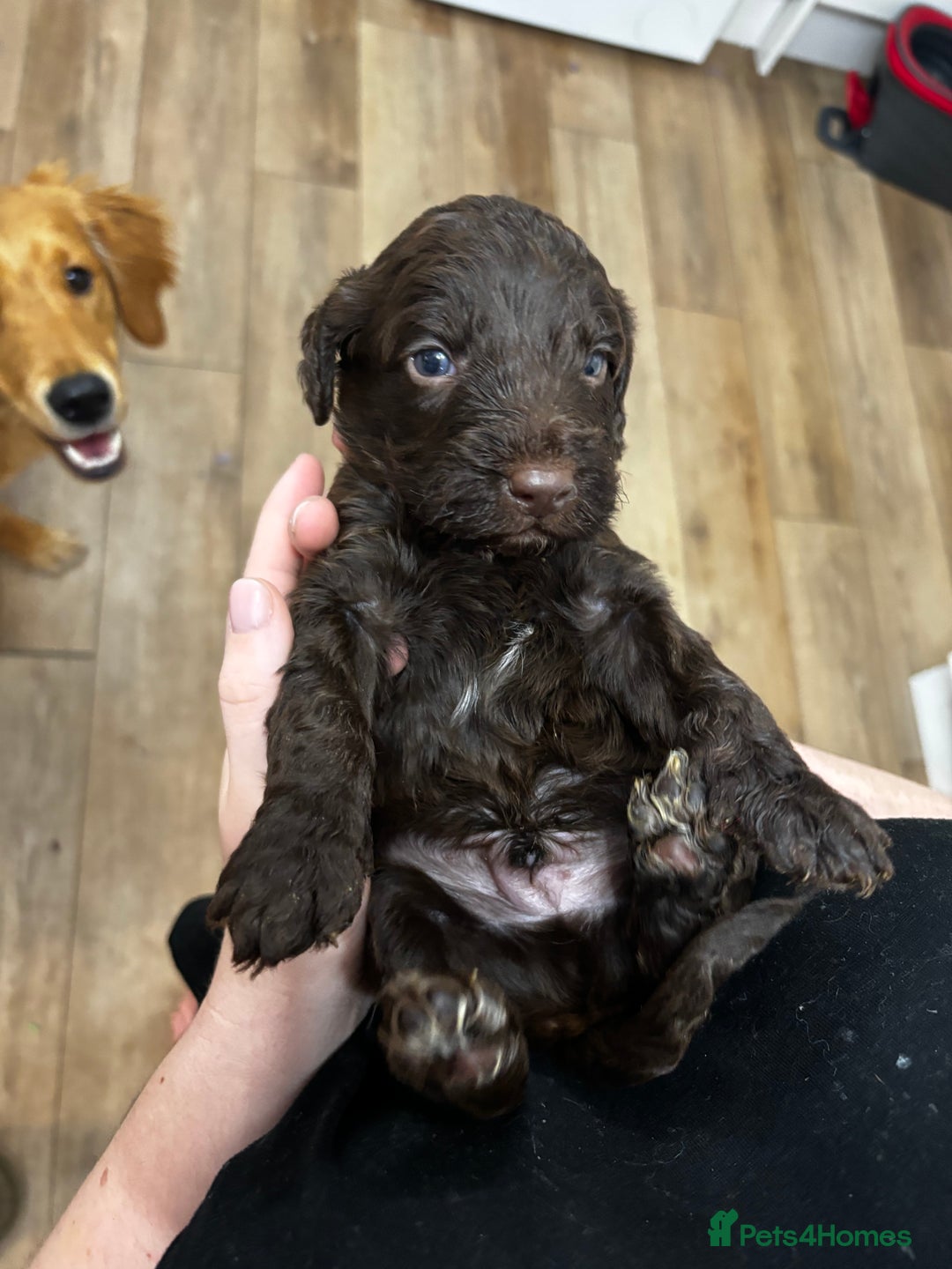 Cockapoo dogs for sale: Cockapoos - Advert 12