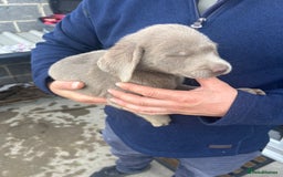 Labrador Retriever dogs for sale: Silver Labrador  - Image 8
