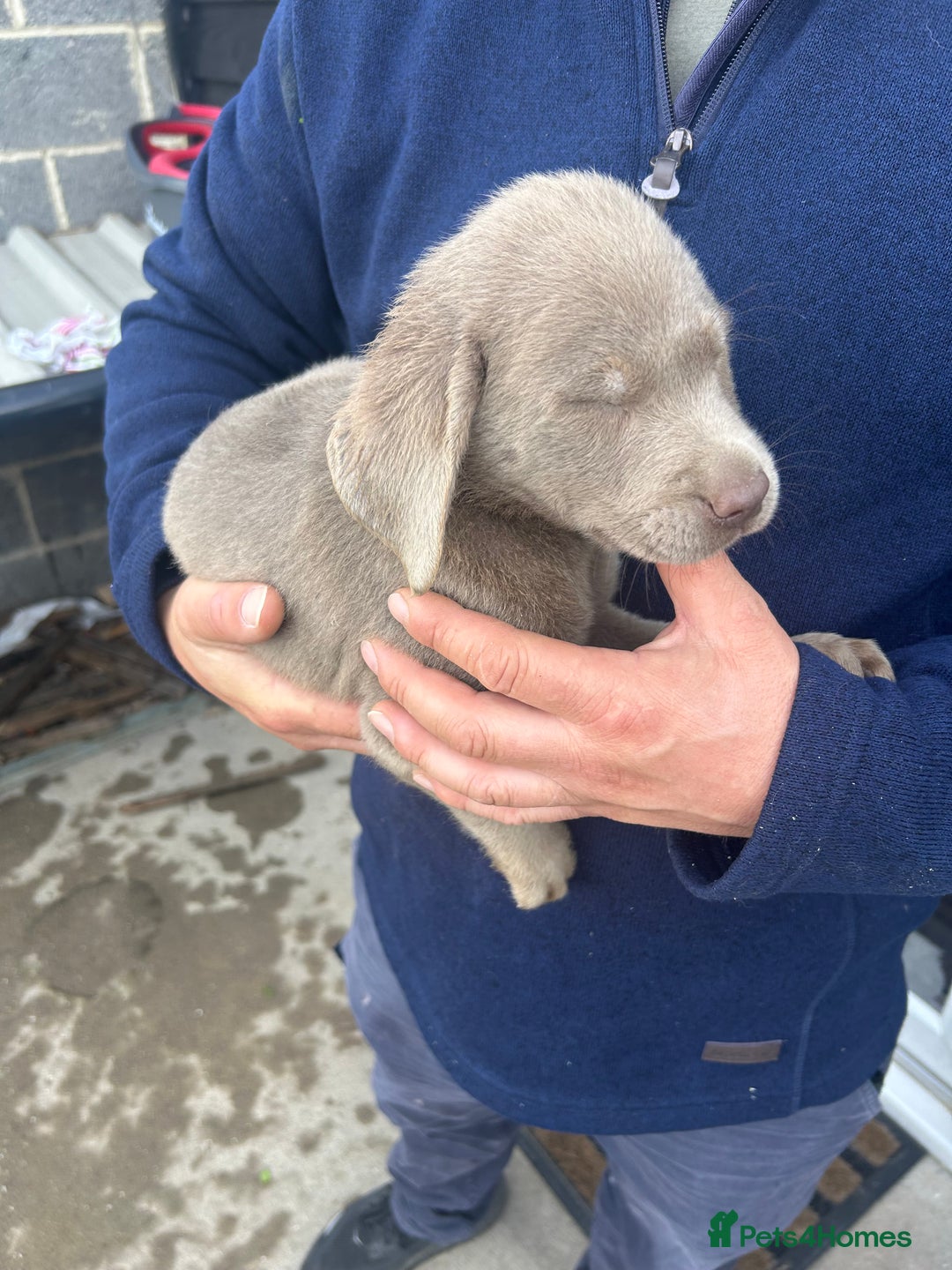 Labrador Retriever dogs for sale: Silver Labrador  - Image 8