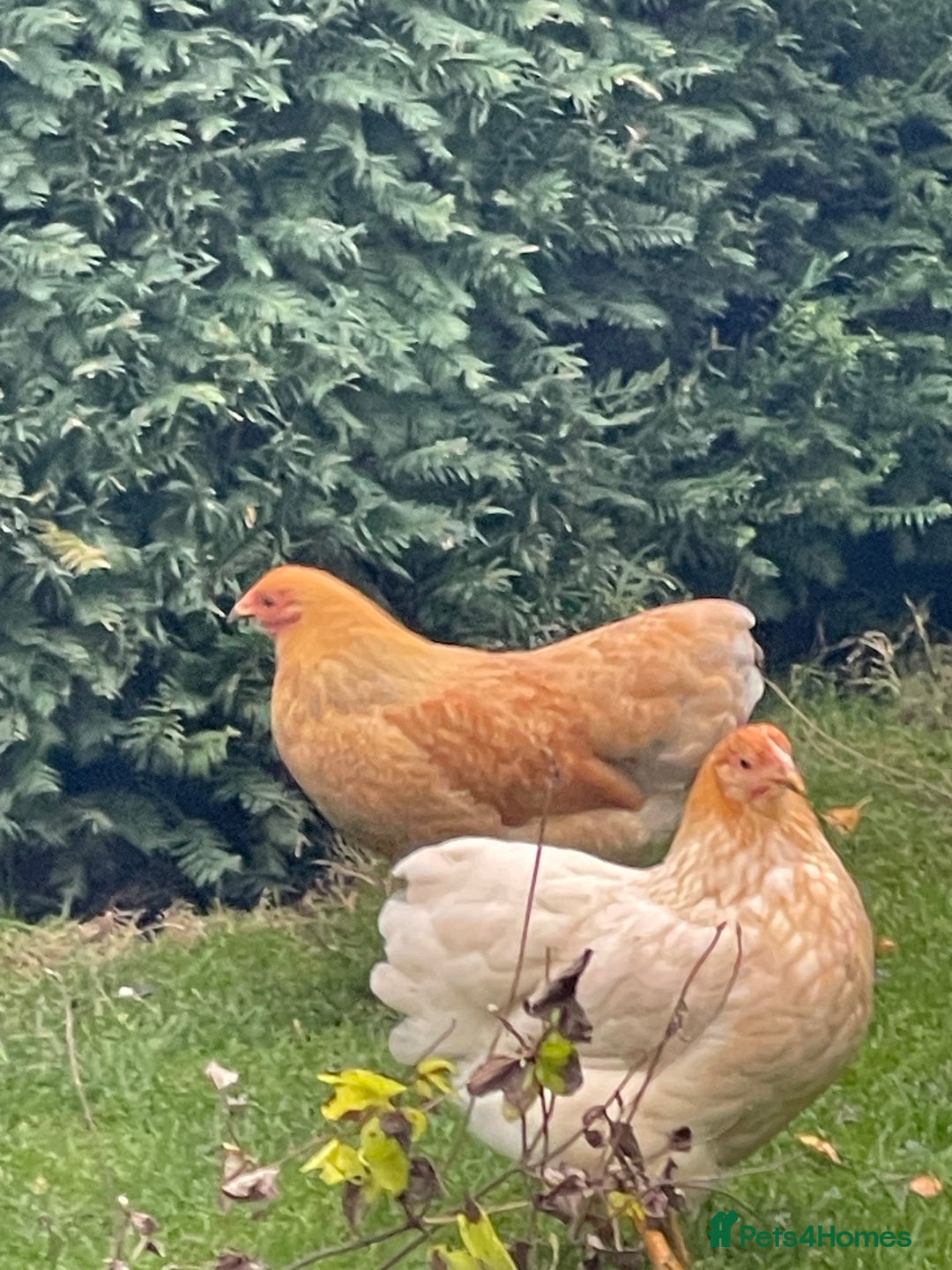 Chickens poultry for sale: BANTAM WYANDOTTE HENS & COCKERELS - Advert 17