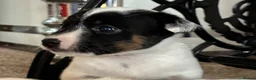 Jack Russell dogs for sale: Beautiful Jack Russell puppies  in Reading - Advert 7