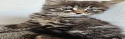 Maine Coon cats for sale: Beautiful Maine coon x - Advert 19