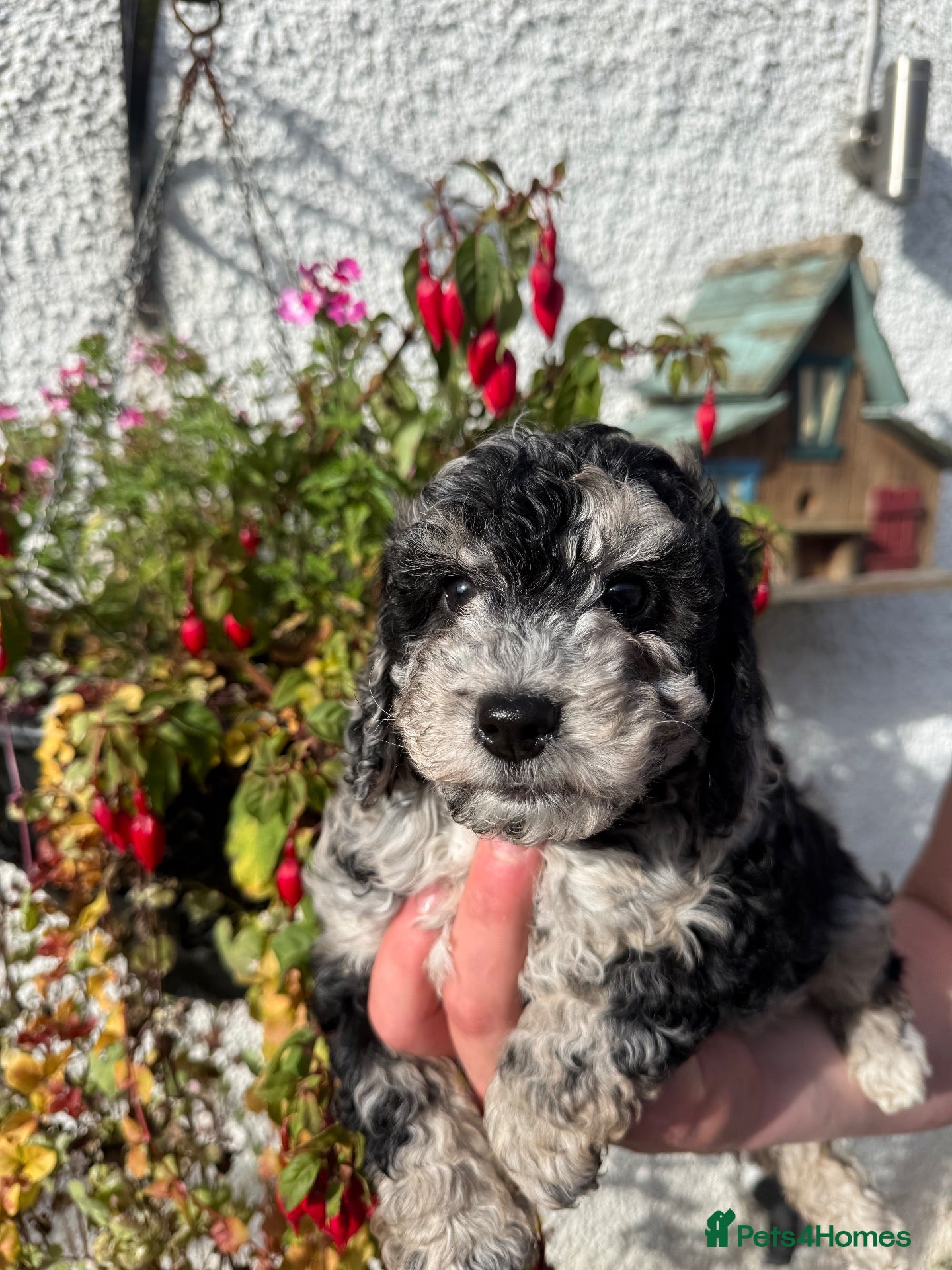 Cockapoo dogs Quality F1B Cockapoos by Licensed Breeder - Advert 3