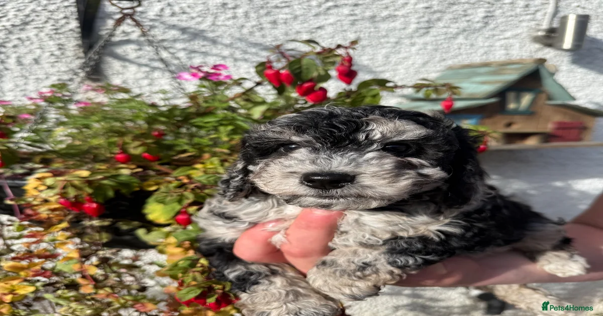 Cockapoo Puppies for sale in Edinburgh, Edinburgh | Pets4Homes
