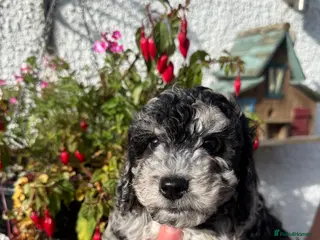 Cockapoo dogs Quality F1B Cockapoos by Licensed Breeder - Advert 3
