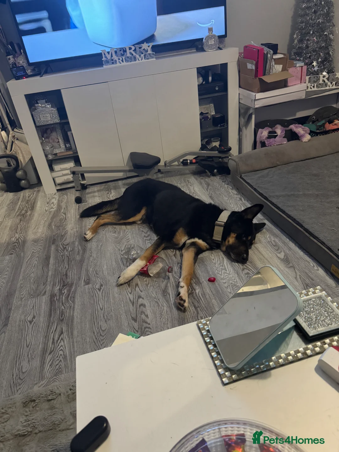 Mixed Breed dogs for stud: Stud - Robbie - German Shepherd x Rottweiler  in Southampton - Advert 2