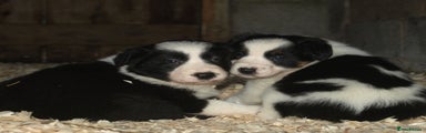 Border Collie Puppy 5