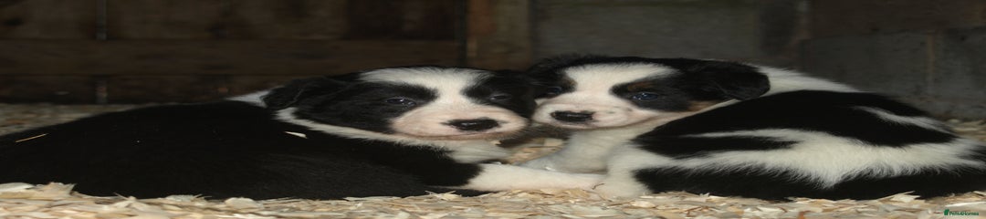 Border Collie Puppy 5