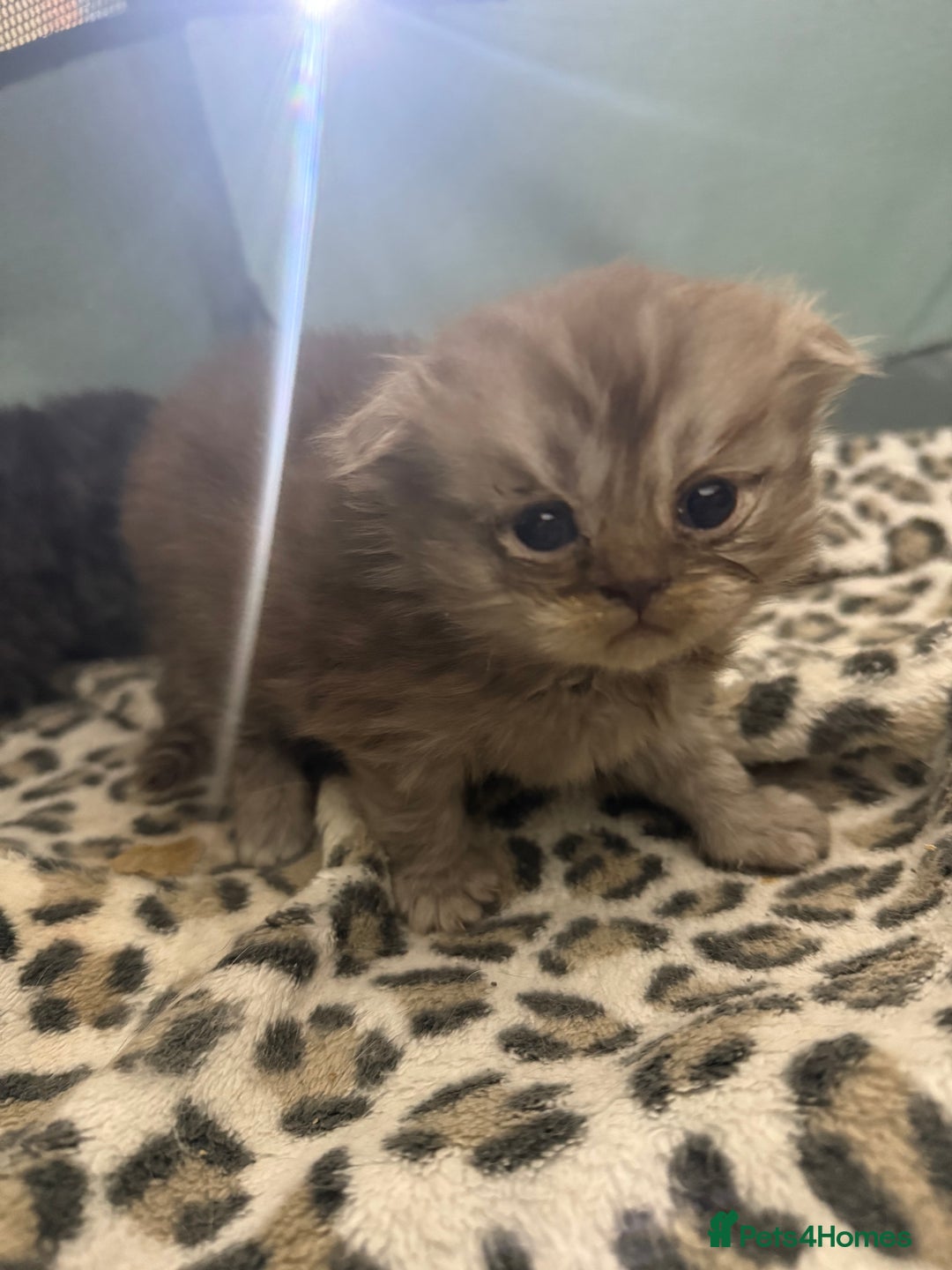 Scottish Fold cats for sale: Stunning Rainbow litter ready for  **   - Advert 15