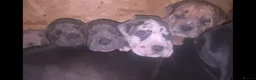 Mixed Breed dogs for sale: Mastiff hybrid puppys available  - Advert 15