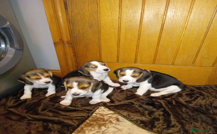 Beagle dogs - Advert 2