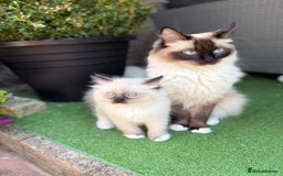 Ragdoll cats for sale: Beautiful Ragdol babies ready to leave  - Image 5