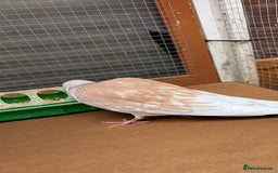 Doves birds for sale: Ring neck doves - Image 6
