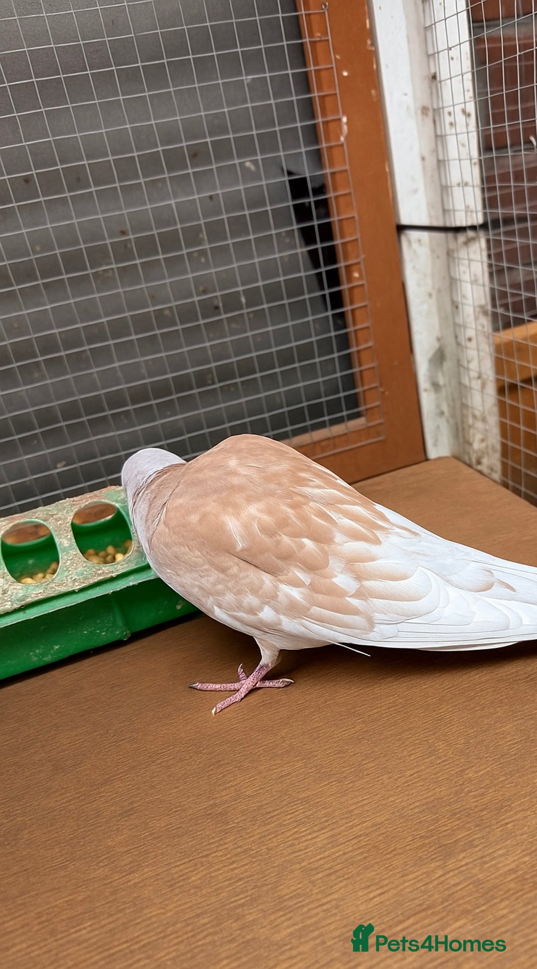 Doves birds for sale: Ring neck doves - Image 6