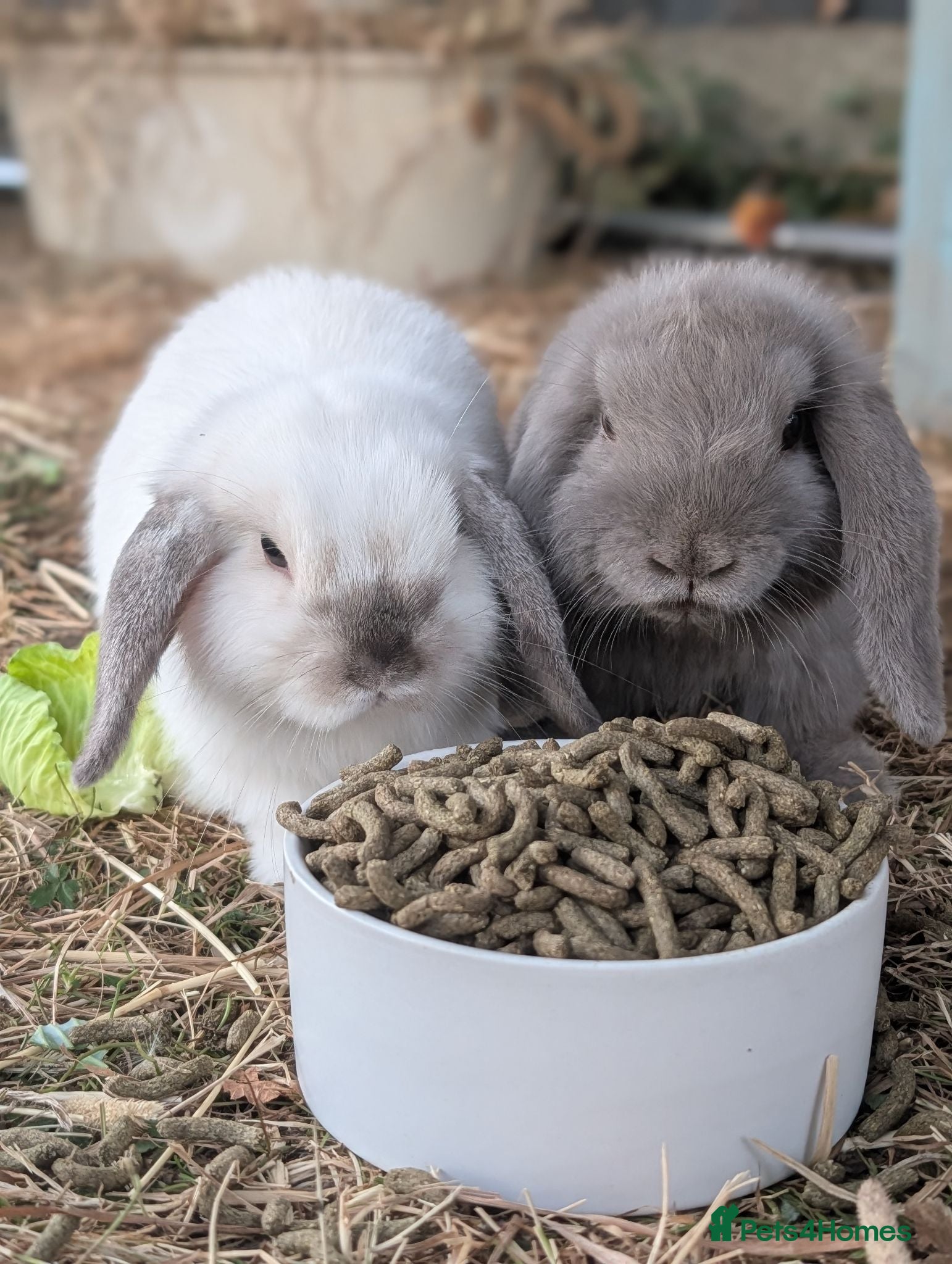 Mini Lop rabbits Kevin and Gus  - Advert 6