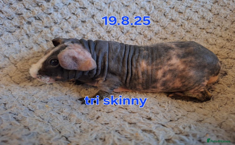 Guinea Pig rodents - Advert 19