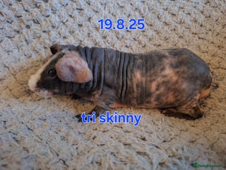Guinea Pig rodents - Advert 11