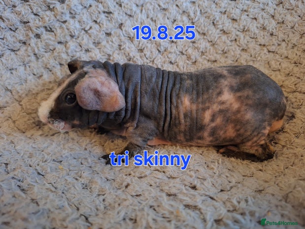 Guinea Pig rodents - Advert 1