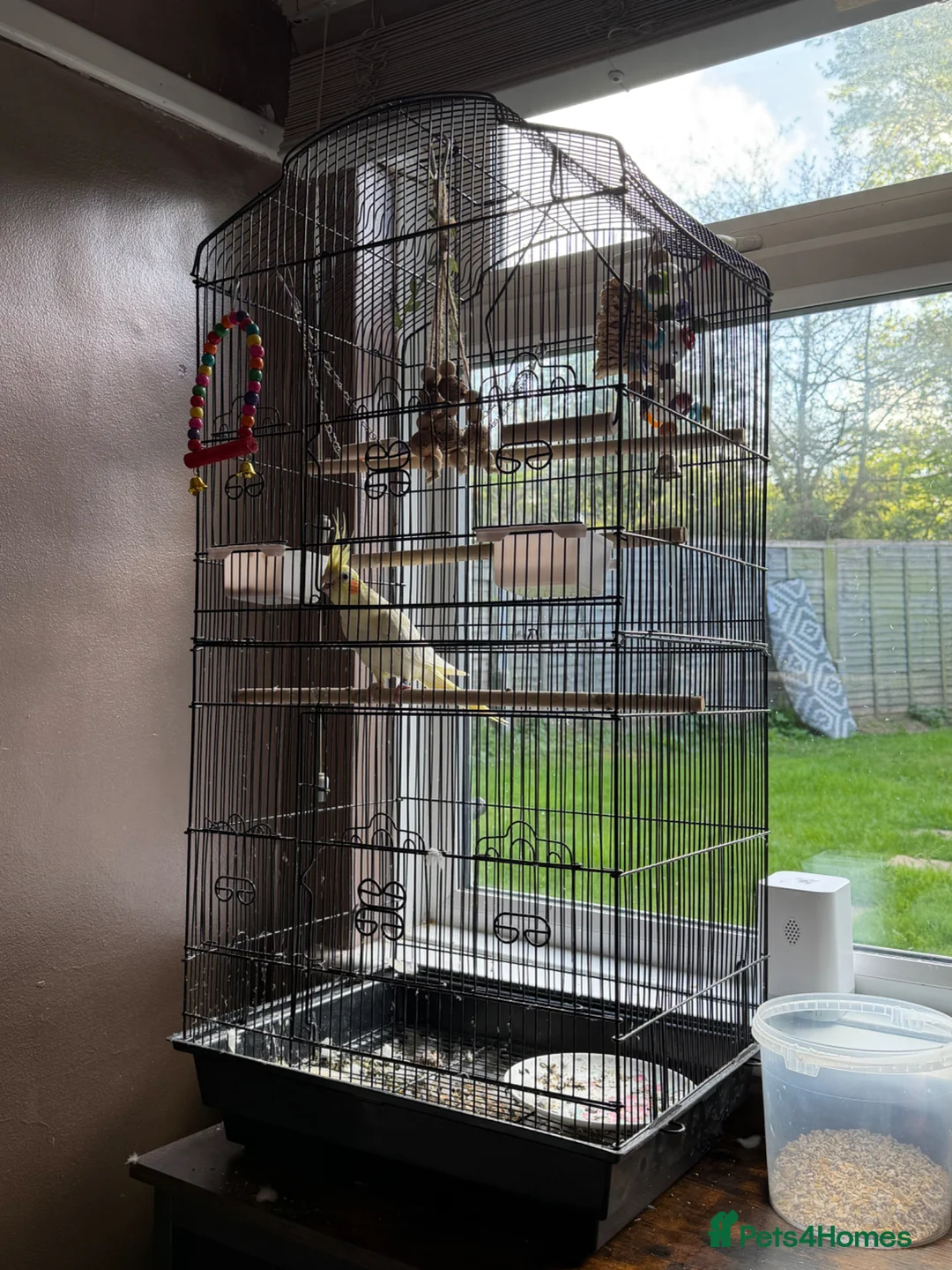 Cockatiels birds for sale: Silly  had tame cockatiel  - Advert 2