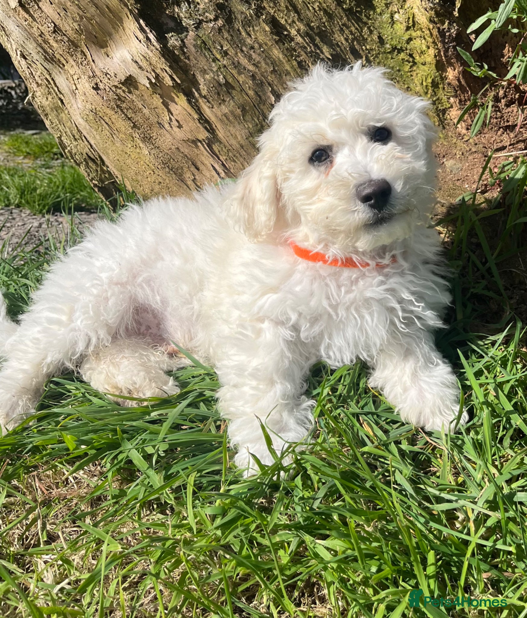 Bichon Frise dogs bichon Frise puppies  - Advert 3