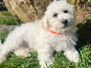 Bichon Frise dogs bichon Frise puppies - Advert 3