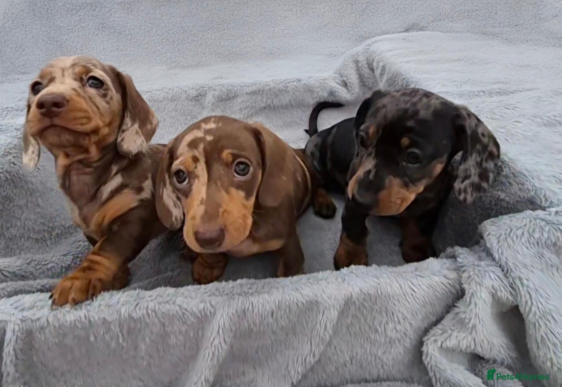 Miniature Dachshund dogs Stunning KC Registered PRA Clear Dapples Ready Now - Advert 9