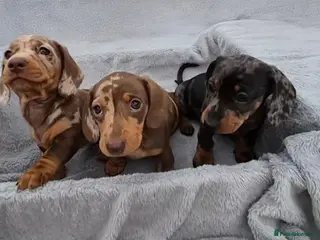 Miniature Dachshund dogs Stunning KC Registered PRA Clear Dapples Ready Now - Advert 5