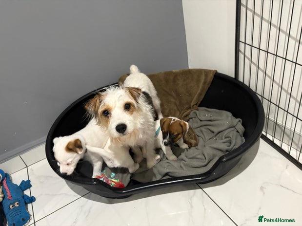 Jack Russell dogs Traditional old fashioned jack Russel puppies - Advert 2