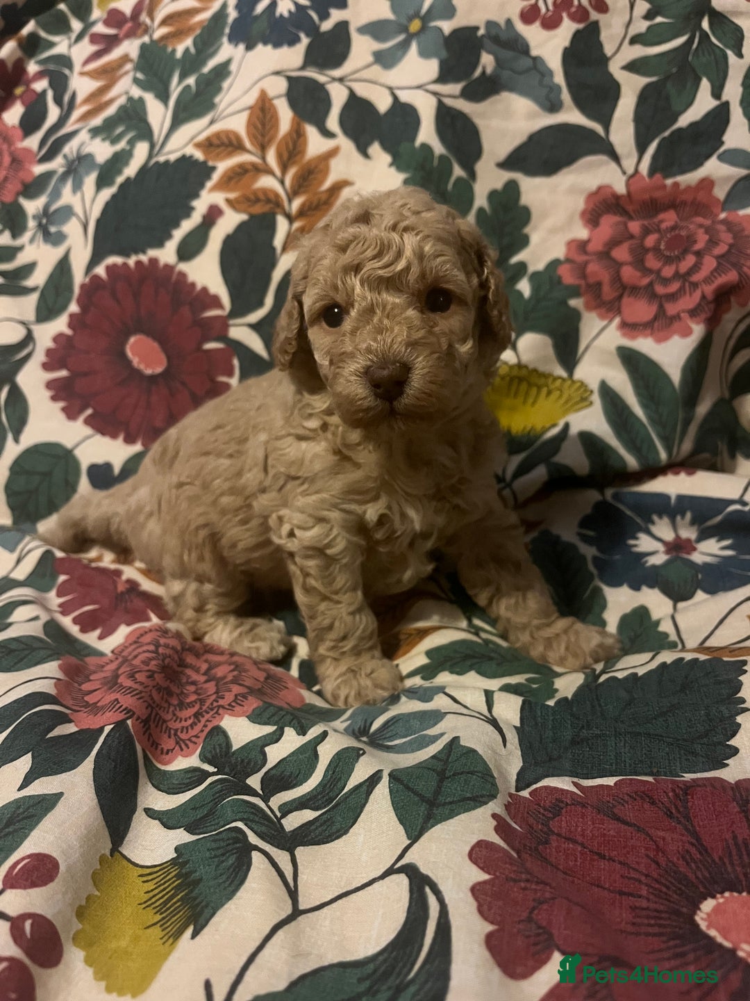 Miniature Poodle dogs for sale: Beautiful miniature poodles  - Advert 14
