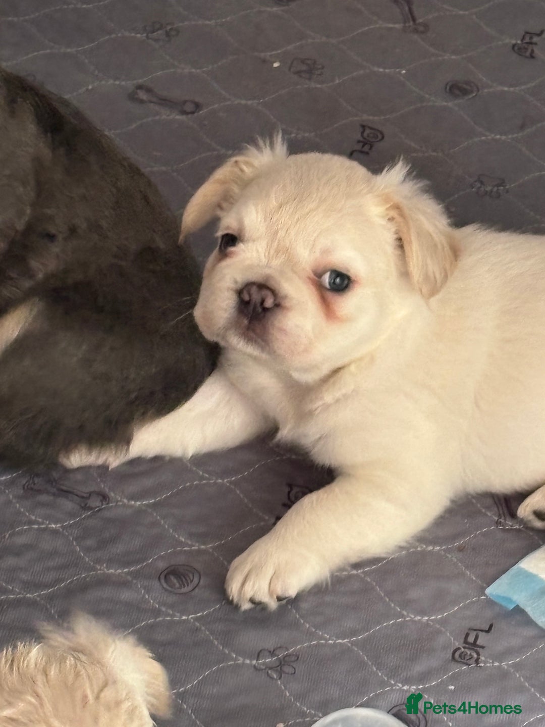 French Bulldog dogs for sale: Quality 5star🌟full visual fluffy French bulldogs  - Image 4