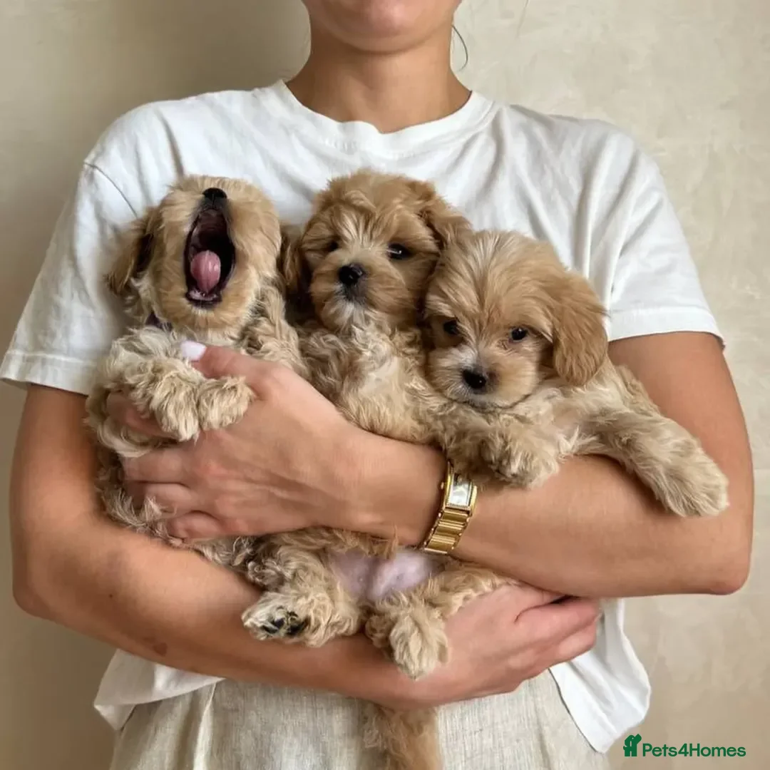 Maltipoo dogs for sale: tea cup maltipoo puppies for sale  - Image 2