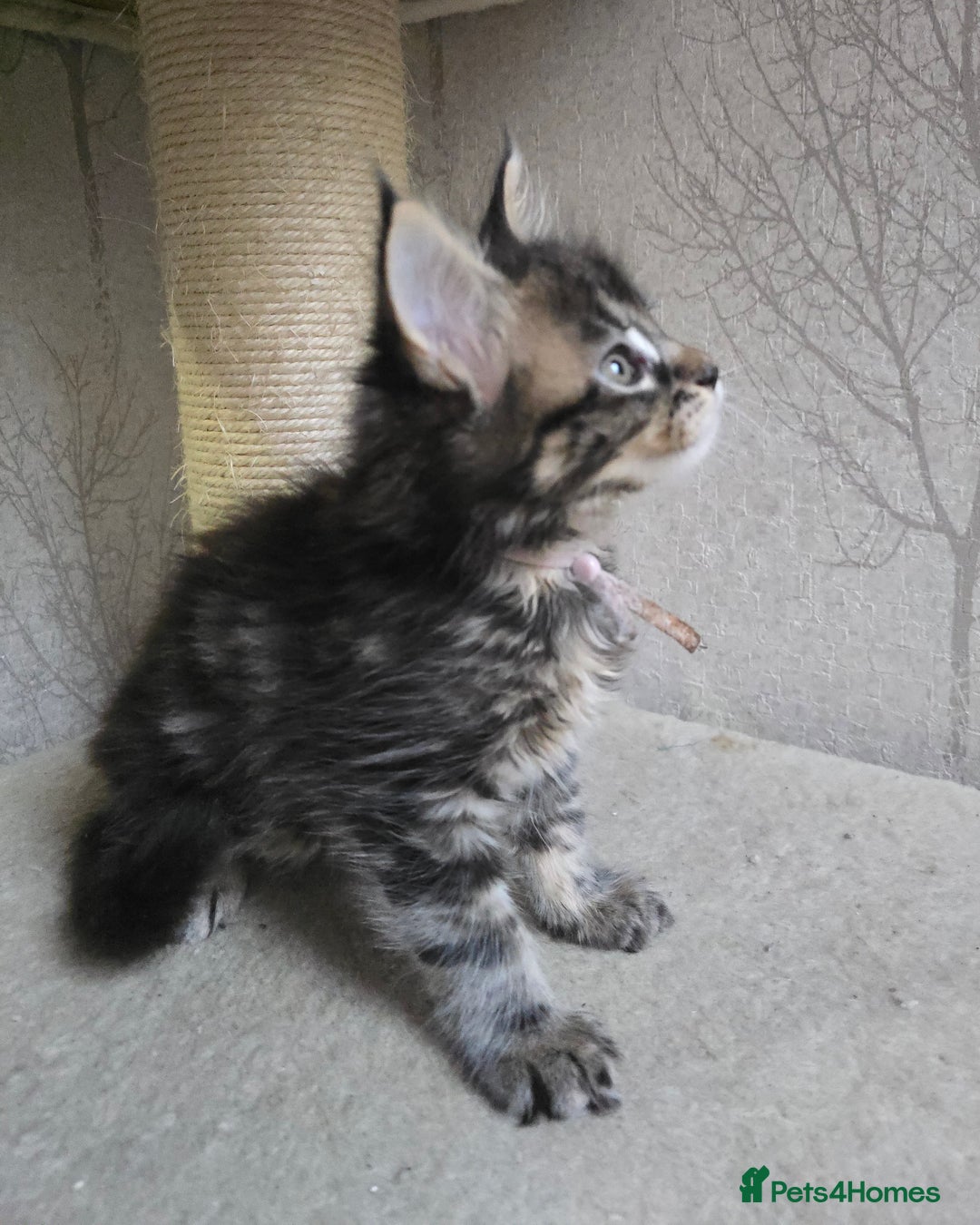 Maine Coon cats for sale: Beautiful TICA Pedigree Maine Coon Kittens - Advert 7