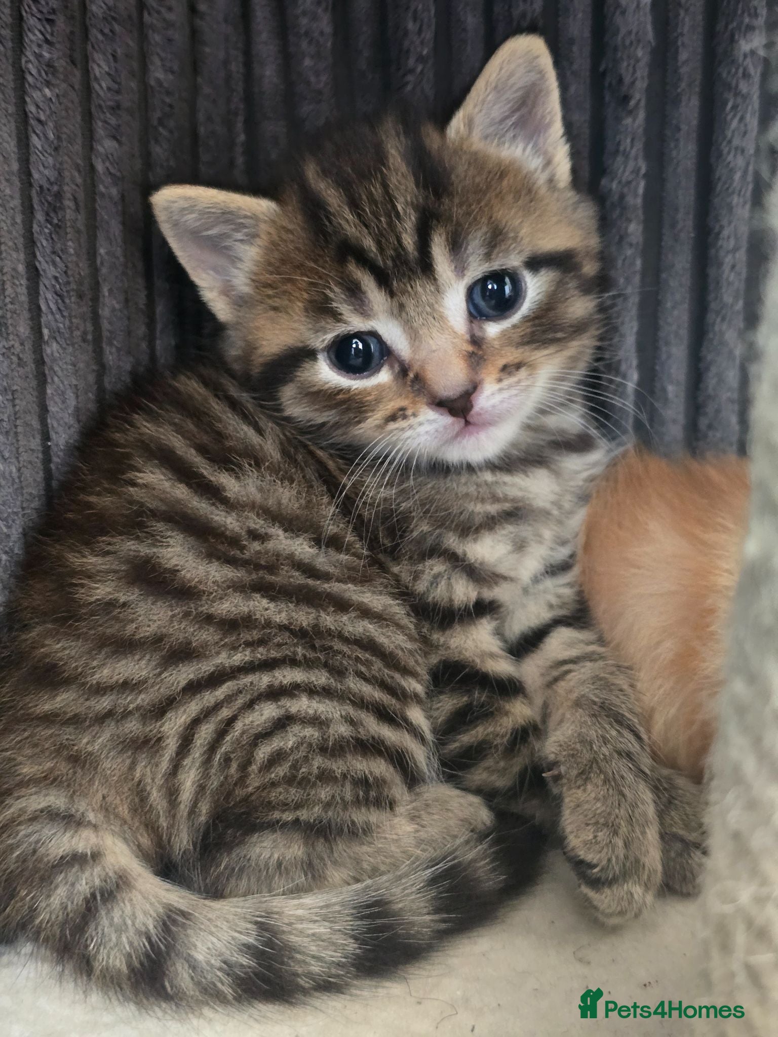 Mixed Breed cats 2 KITTENS LEFT  - Advert 1