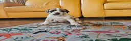 Mixed Breed dogs for sale: Cane Corso x Performance Mastiff  - Advert 25