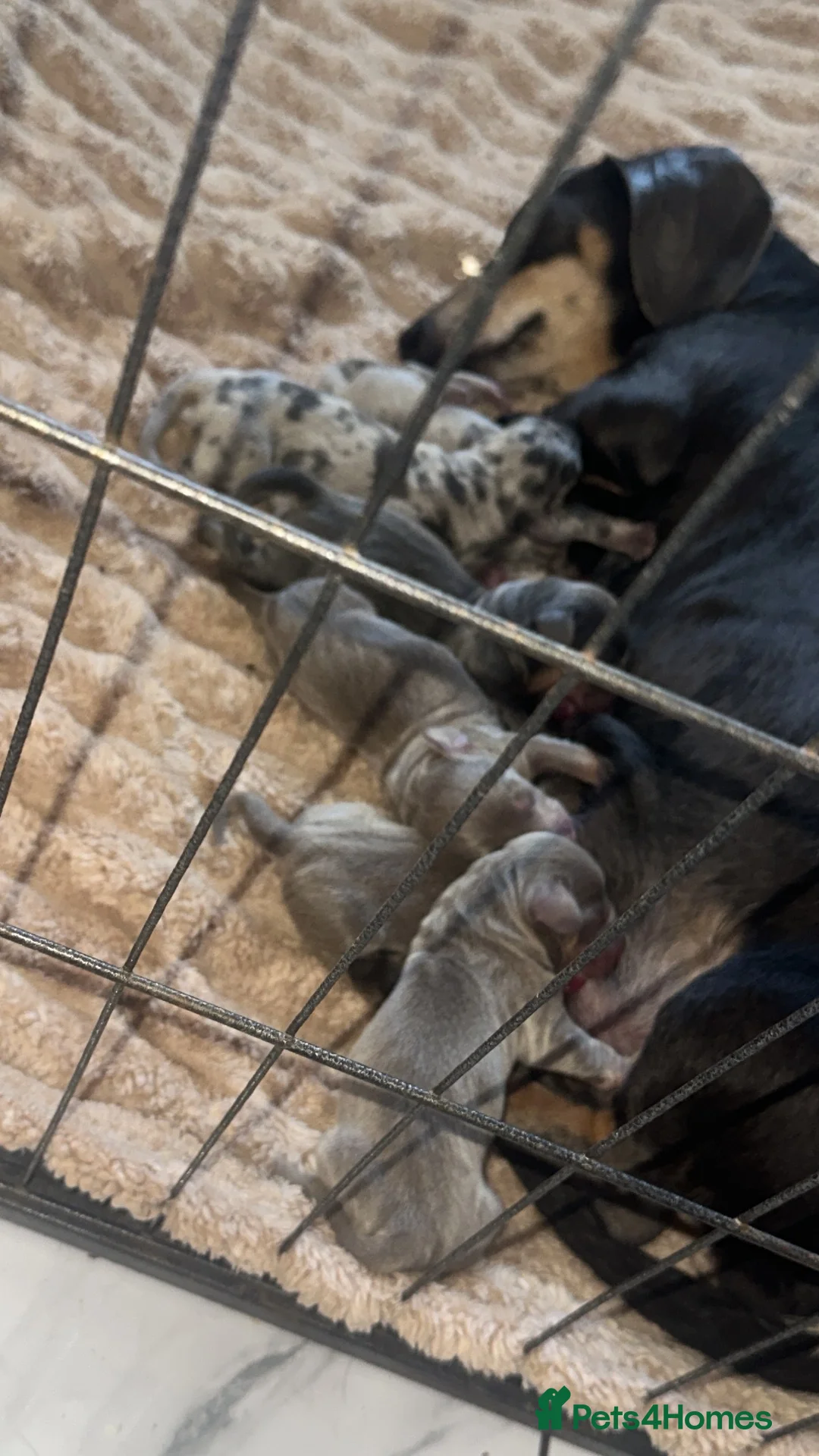 Miniature Dachshund dogs for sale: Mini dashaund puppy’s available now ❤️ - Advert 2