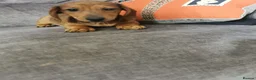 Dachshund dogs for sale: Beautiful Unusual Playful Dachshound pups  - Advert 5