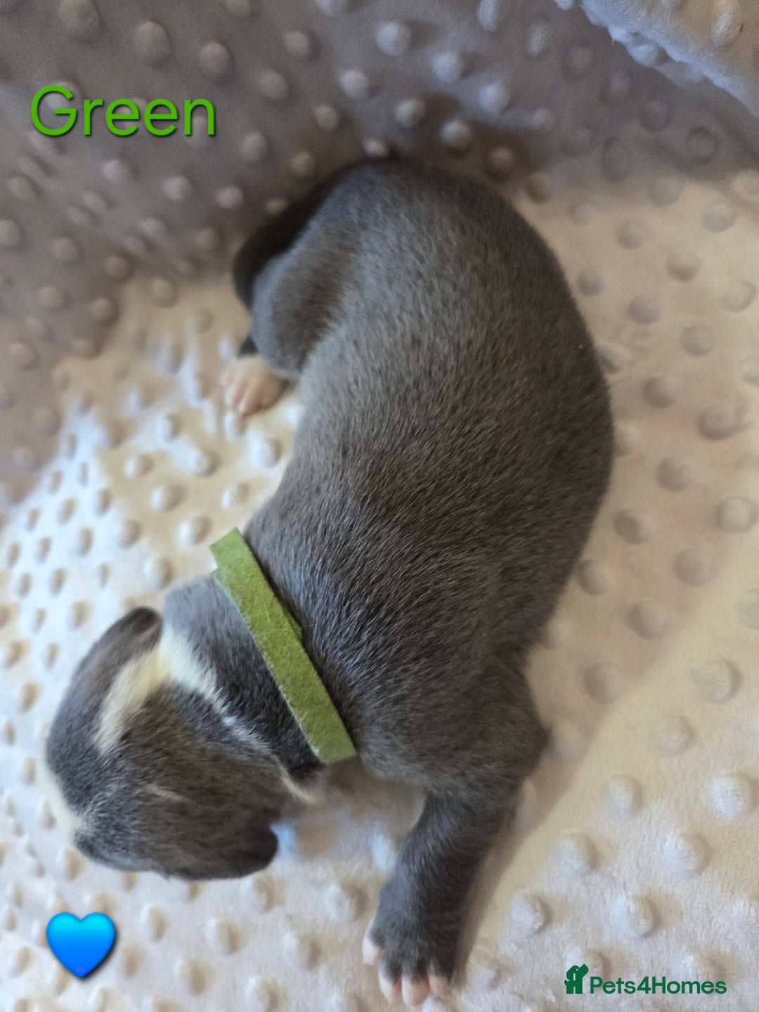 Mixed Breed dogs for sale: Old english bulldross cross american bulldog 😍❤️  - Advert 17