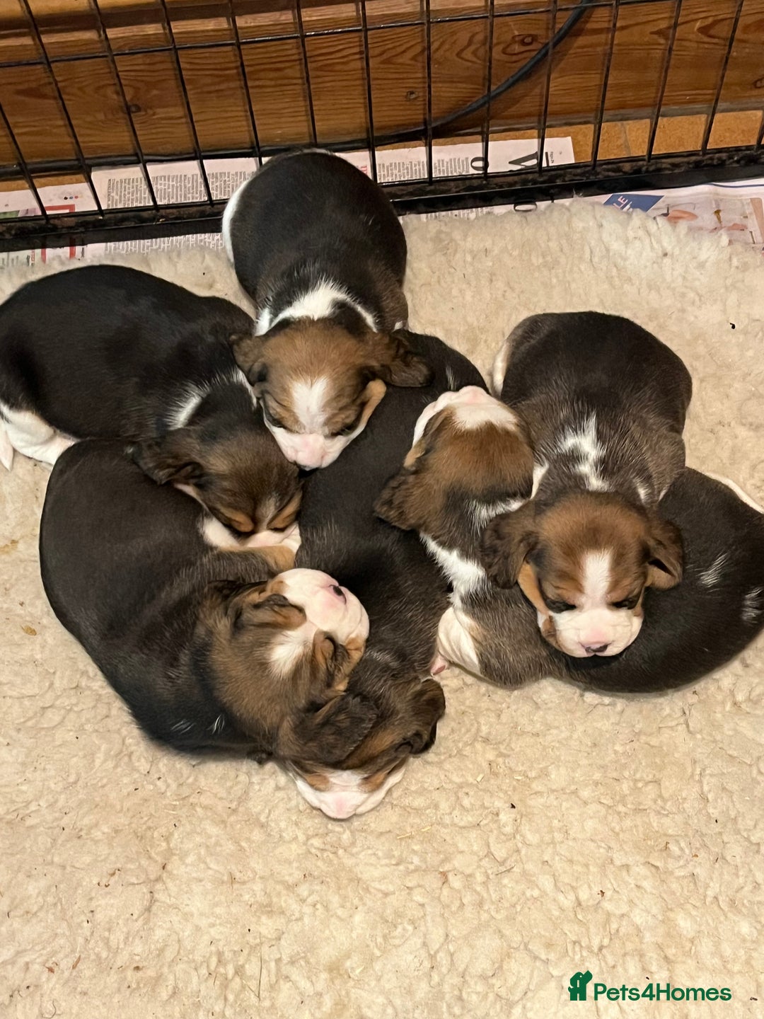 Beagle dogs for sale: Champion Bred Puppies (KC Reg) - Advert 1