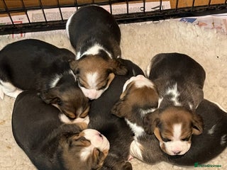 Beagle dogs Champion Bred Puppies (KC Reg) - Advert 2
