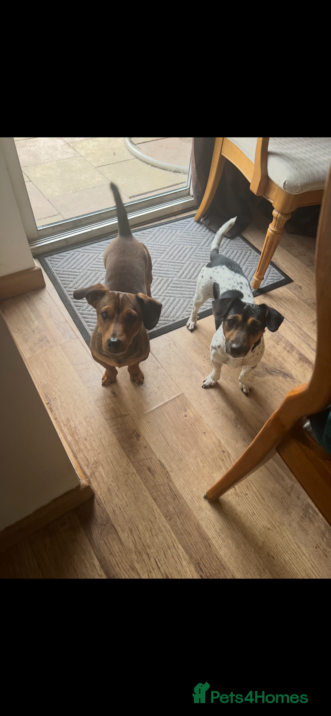 Jack Russell dogs for sale: 5 Jack Russel Puppies - Image 15
