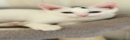 Turkish Van cats for sale: Turkish Van Kittens – Ready for Loving Homes - Advert 6