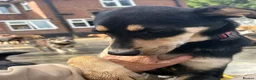 Mixed Breed dogs for adoption: Judy - Norwich Norfolk  - Advert 14