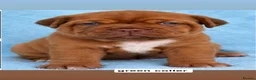 Dogue De Bordeaux dogs for sale: Stunning Dogue de Bordeaux puppies - Advert 8