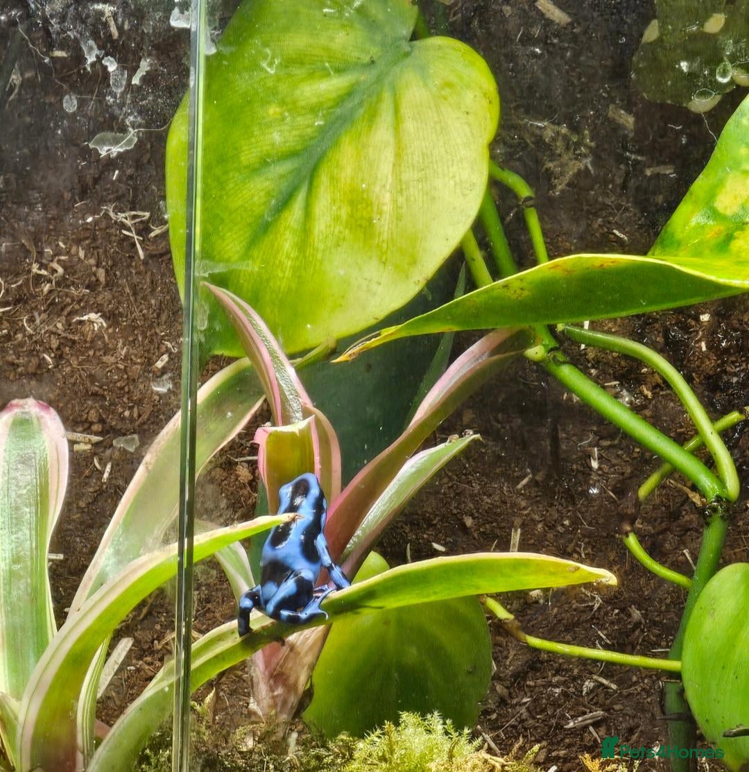 Frog reptiles Dendrobate auratus blue/black - Advert 11