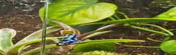 Frog reptiles for sale: Dendrobate auratus blue/black in Great Yarmouth - Advert 1