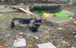 Goats livestock for sale: Billy Pigmy Goat - Image 5